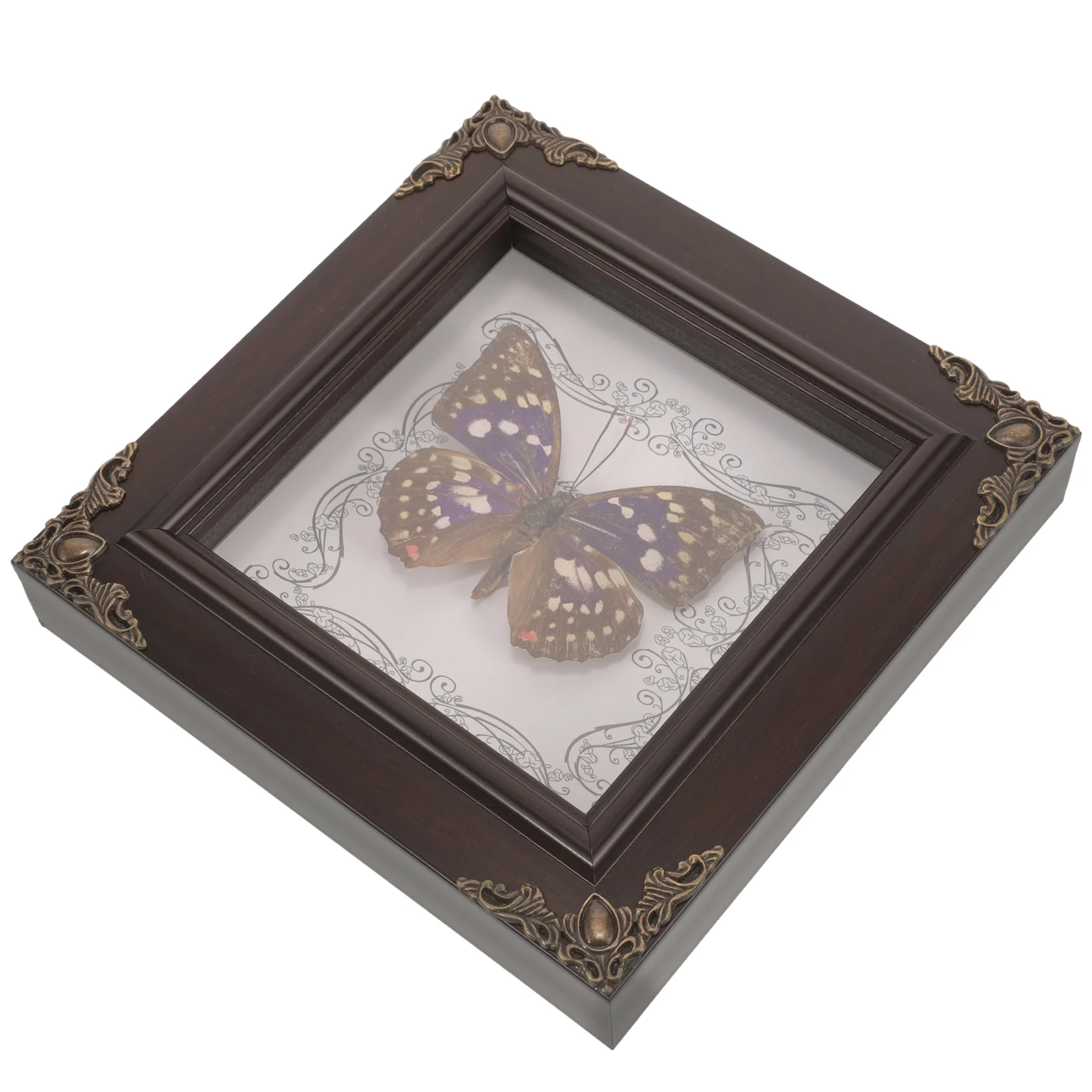 Образец бабочки в деревянной рамке Образец дисплея бабочки в рамке Тени бабочки