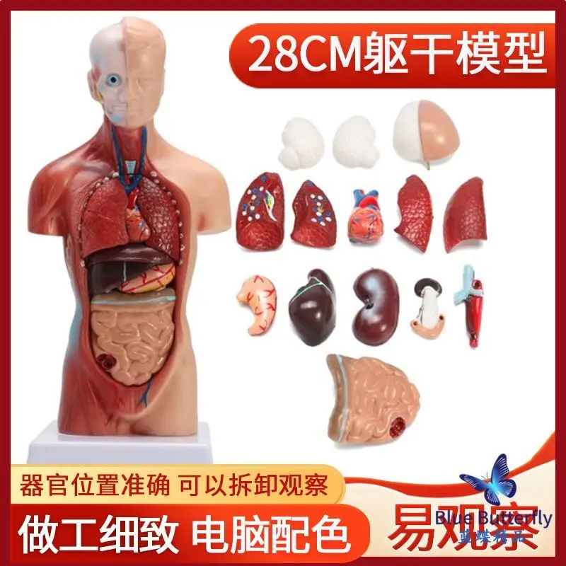 Мини-модель туловища 28 см анатомическая модель человеческого туловища с 15 отделяемыми медицинскими органами сердца и внутренних органов