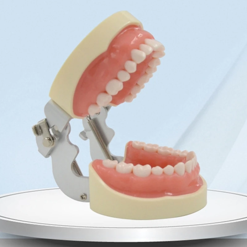 Модель зубов G5AA, обучающая модель, мягкие десны, съемные 32 зуба, для студентов-стоматологов
