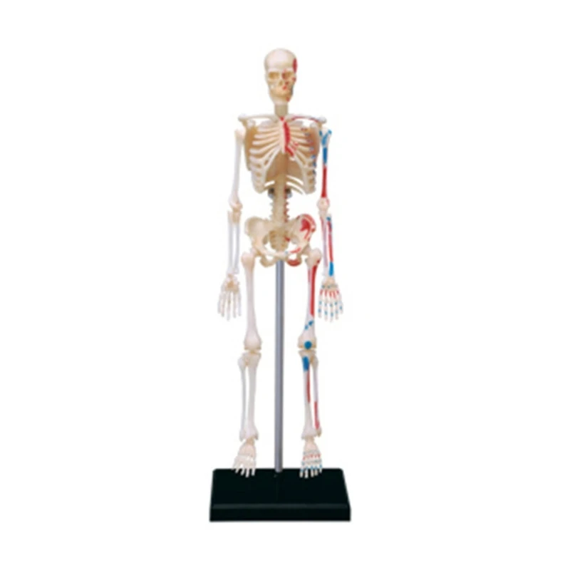 Мини-анатомическая модель человеческого скелета в полный рост, подходящая для врачей, студентов и учебы D5QC