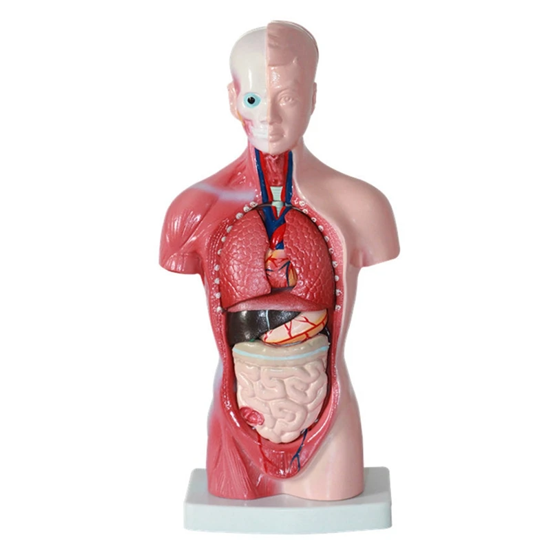 Анатомия модели человеческого туловища анатомические внутренние органы из ПВХ для изучения студентами
