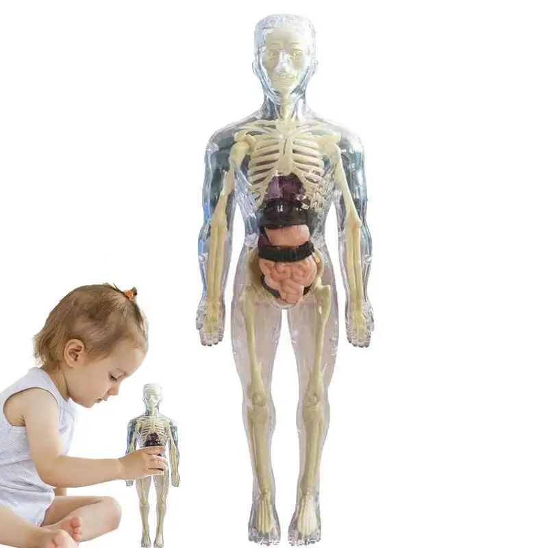 Детские Анатомические игрушки 3D Игрушка для человеческого тела Анатомическая модель тела Мягкая Анатомическая Кукла для человеческого тела Реалистичный Съемный дисплей костей органов