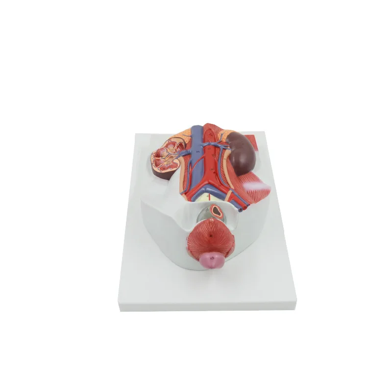 Модель мужской мочеполовой системы Модель мочевой системы Анатомическая модель